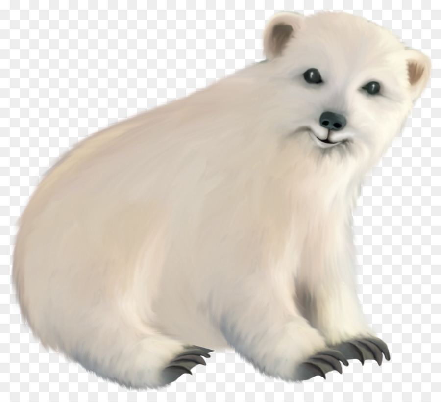 Urso Polar，Filhote PNG