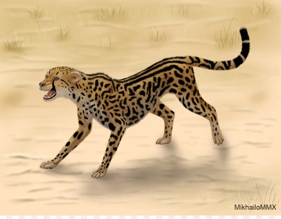 Ilustra O De Leopardo，Leopardo PNG