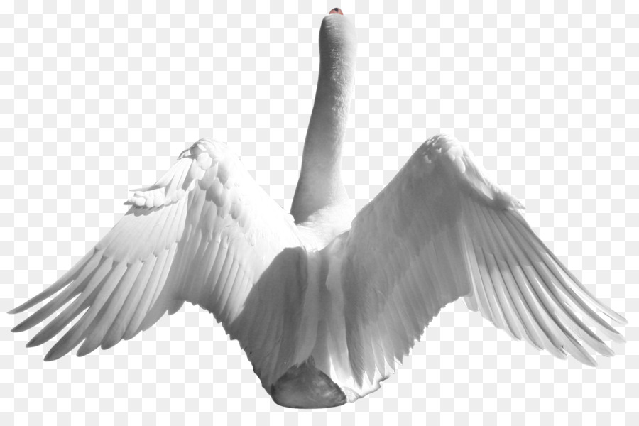 Pato Real，Aves PNG