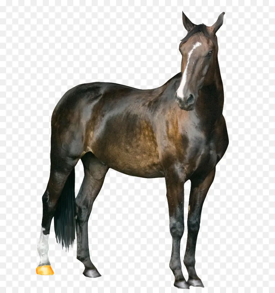 Cavalo Cinzento，Equino PNG