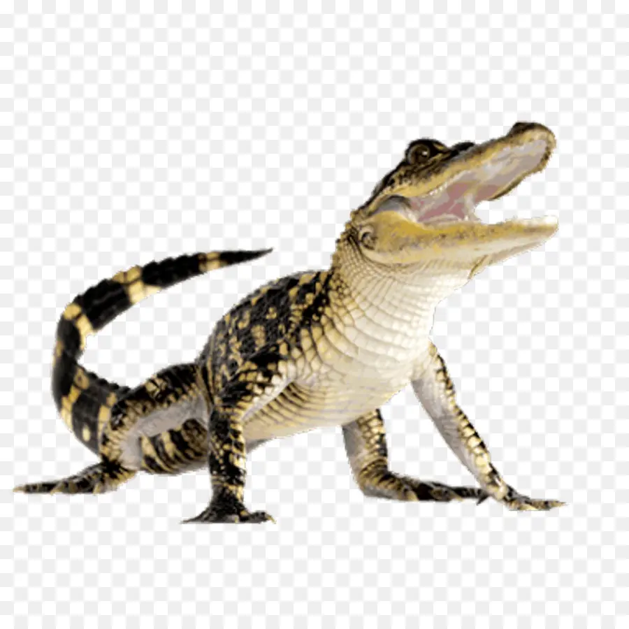 Crocodilo，Crocodilos PNG