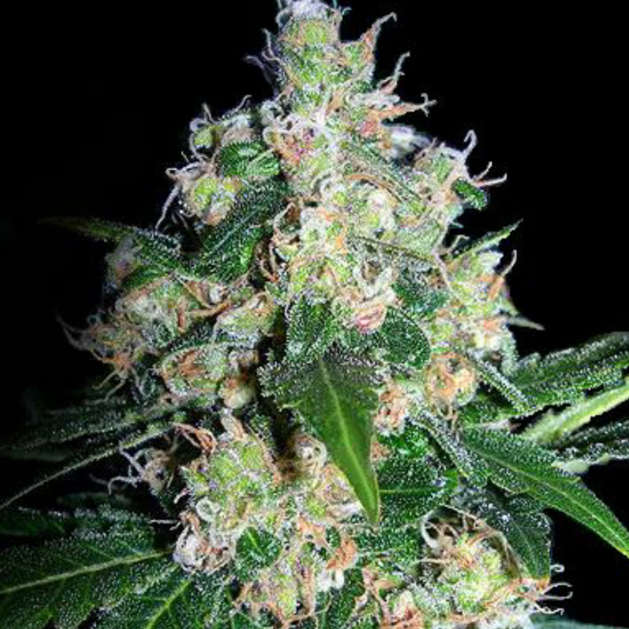 Cannabis，Seedsman Sementes PNG