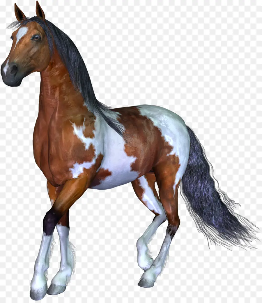 Cavalo，Computação Gráfica 3d PNG