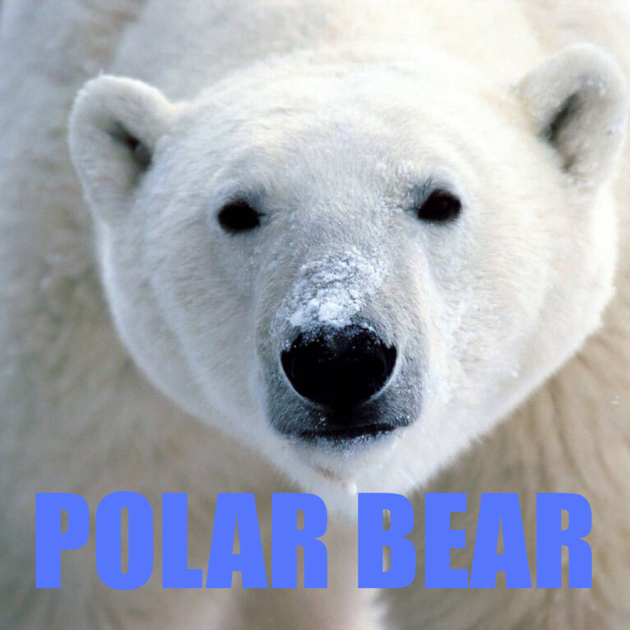 Svalbard，Urso Polar PNG