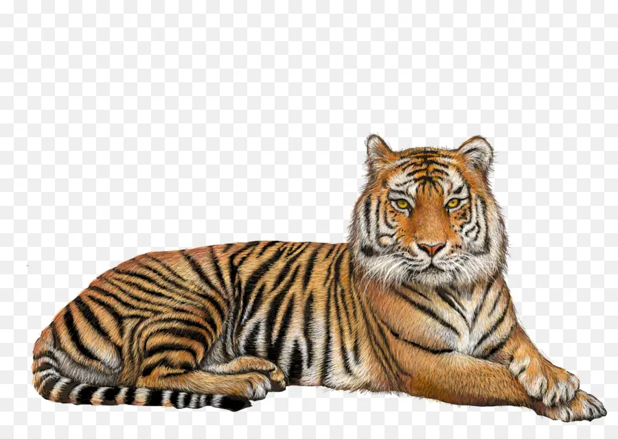 Tigre De Bengala，Leão PNG