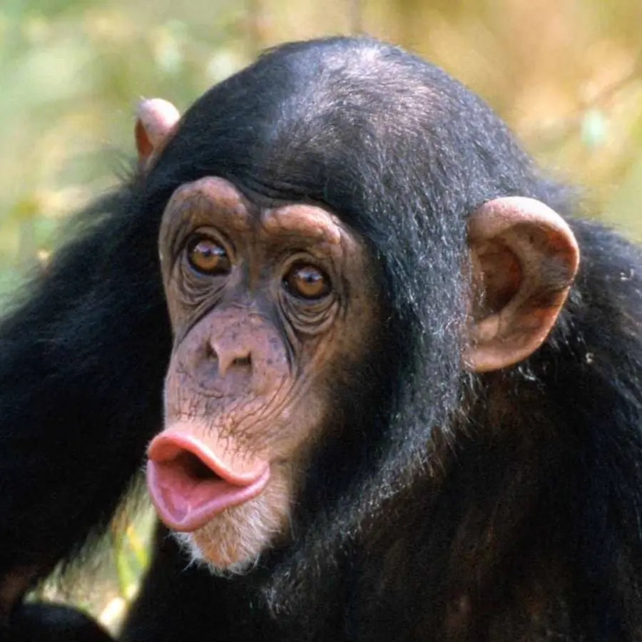 Chimpanzé，Fechar Se PNG