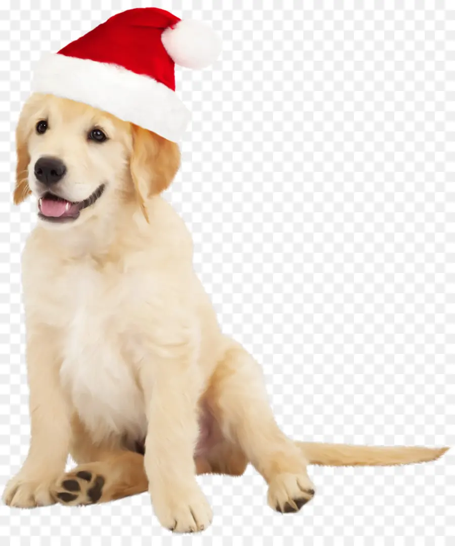 Cachorrinho Com Chapéu De Papai Noel，Cachorro PNG