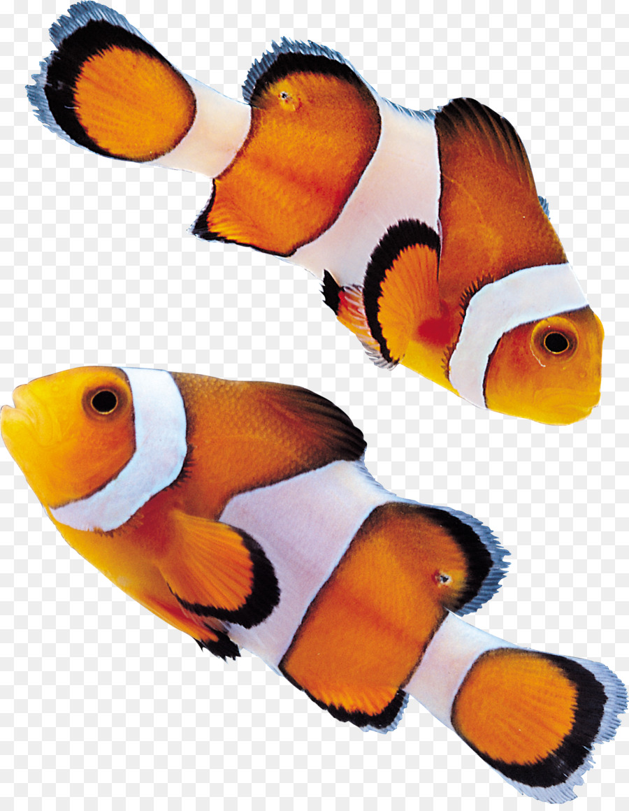 Peixe，Encapsulated Postscript PNG