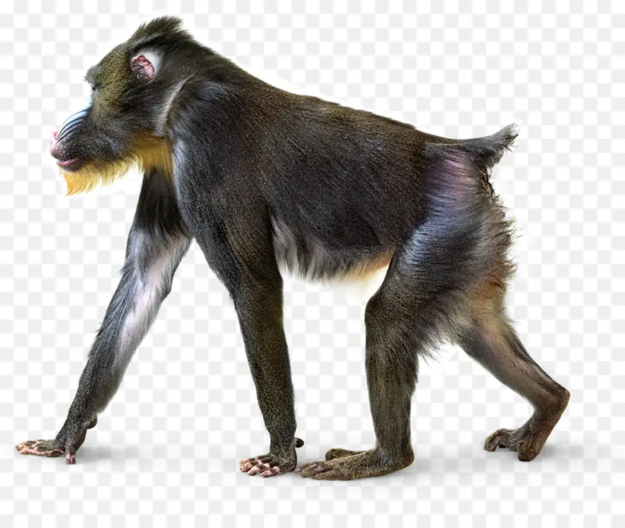 Mandril，Macaque PNG