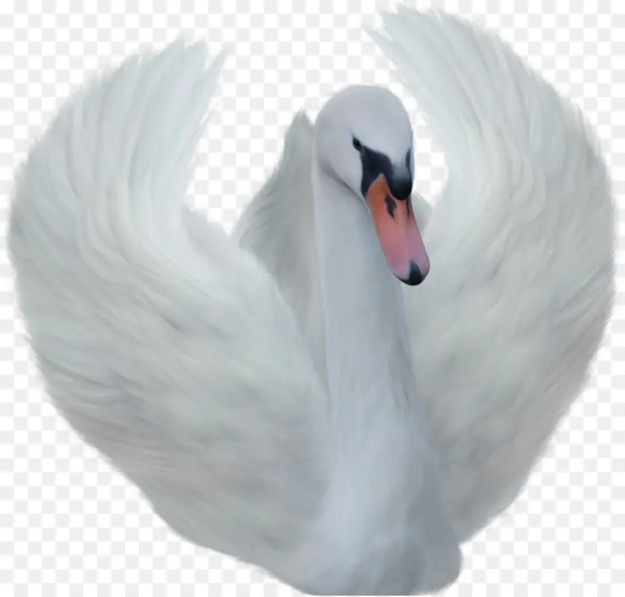 Aves，Cisne Negro PNG