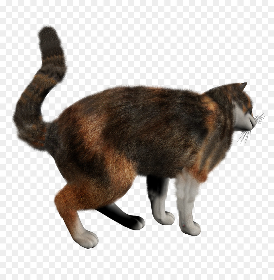 Gato，Bicho De Estimação PNG