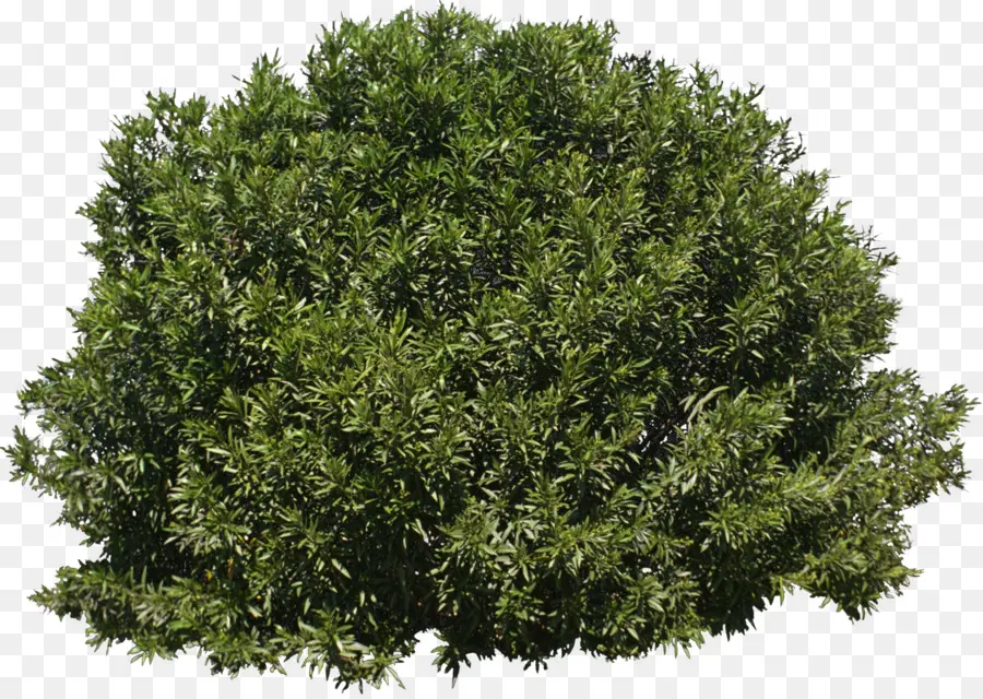 árvore，Arbusto PNG