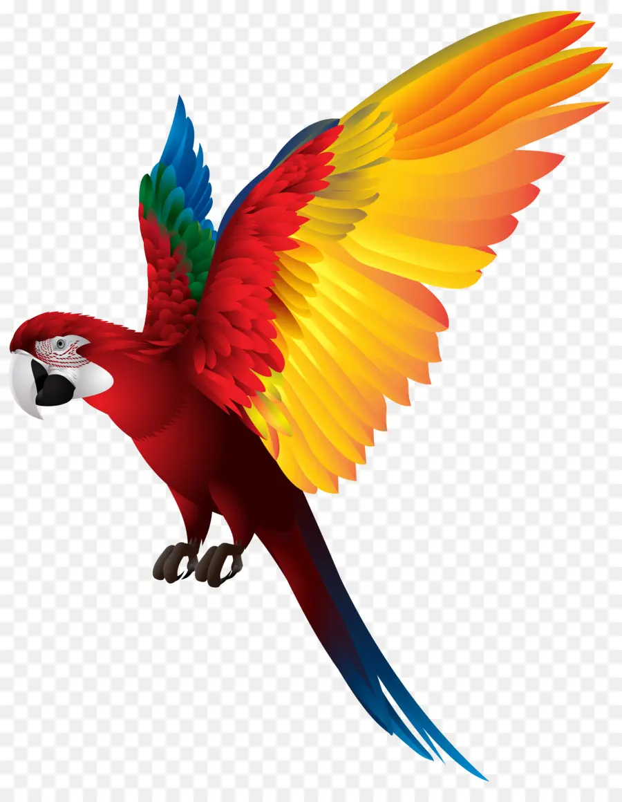 Aves，Papagaio Verdadeiro PNG