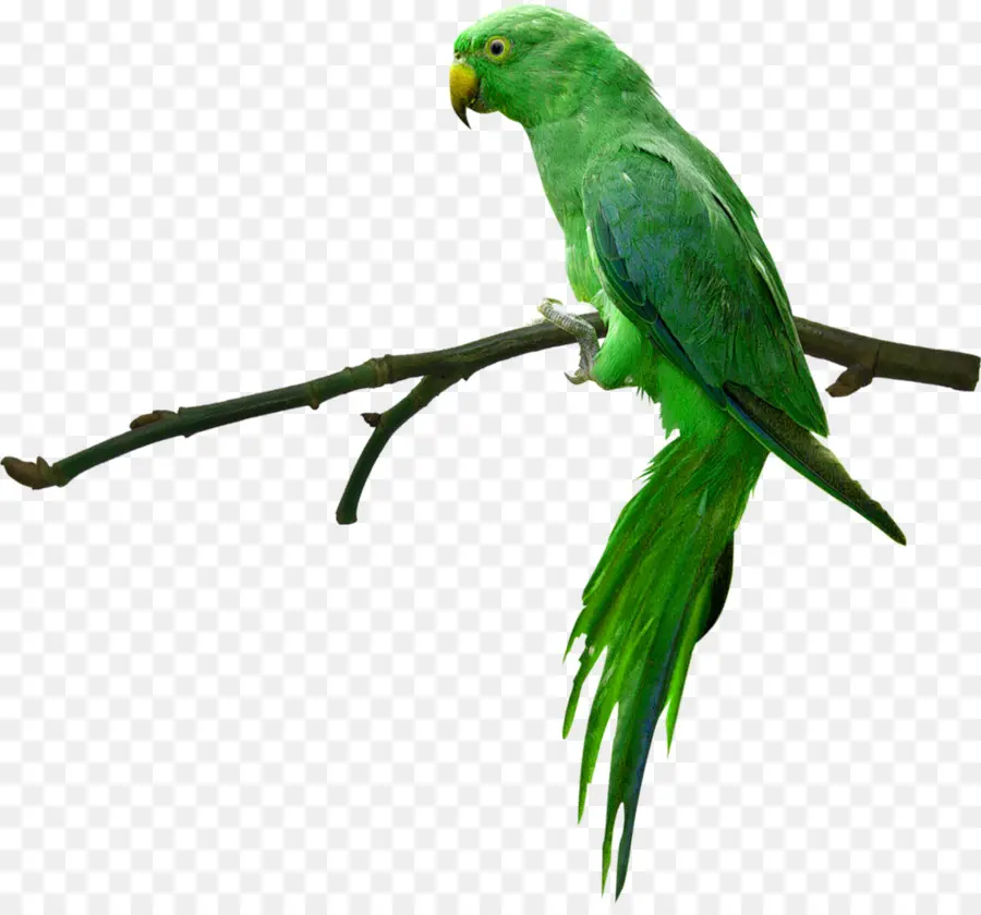 Papagaio Verde，Pássaro PNG