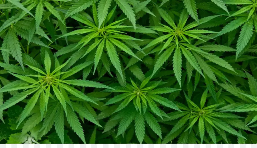 Folhas De Cannabis，Verde PNG