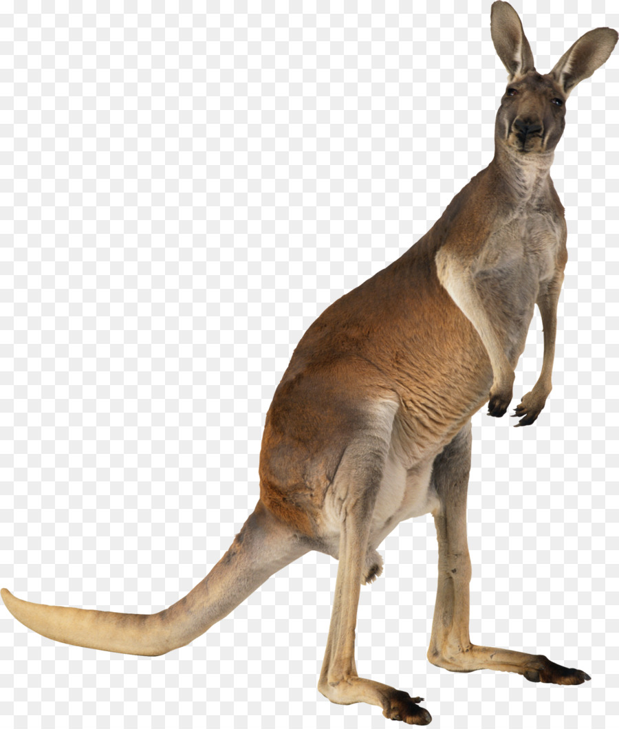 Canguru，Marsupial PNG