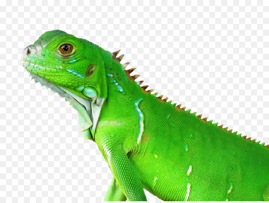 Lagarto Verde，Réptil PNG