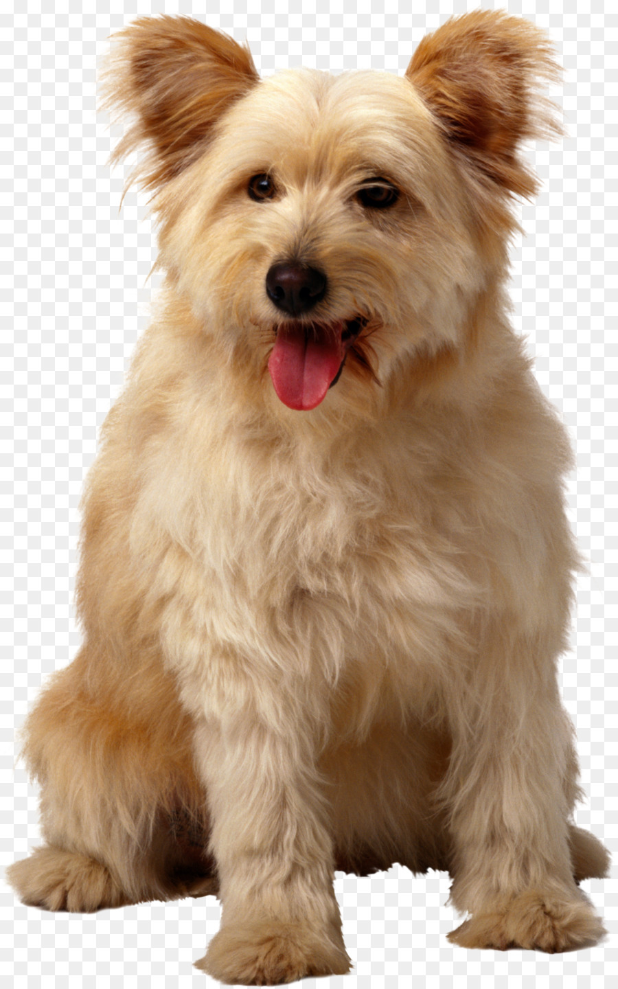 Cachorro，Branco PNG