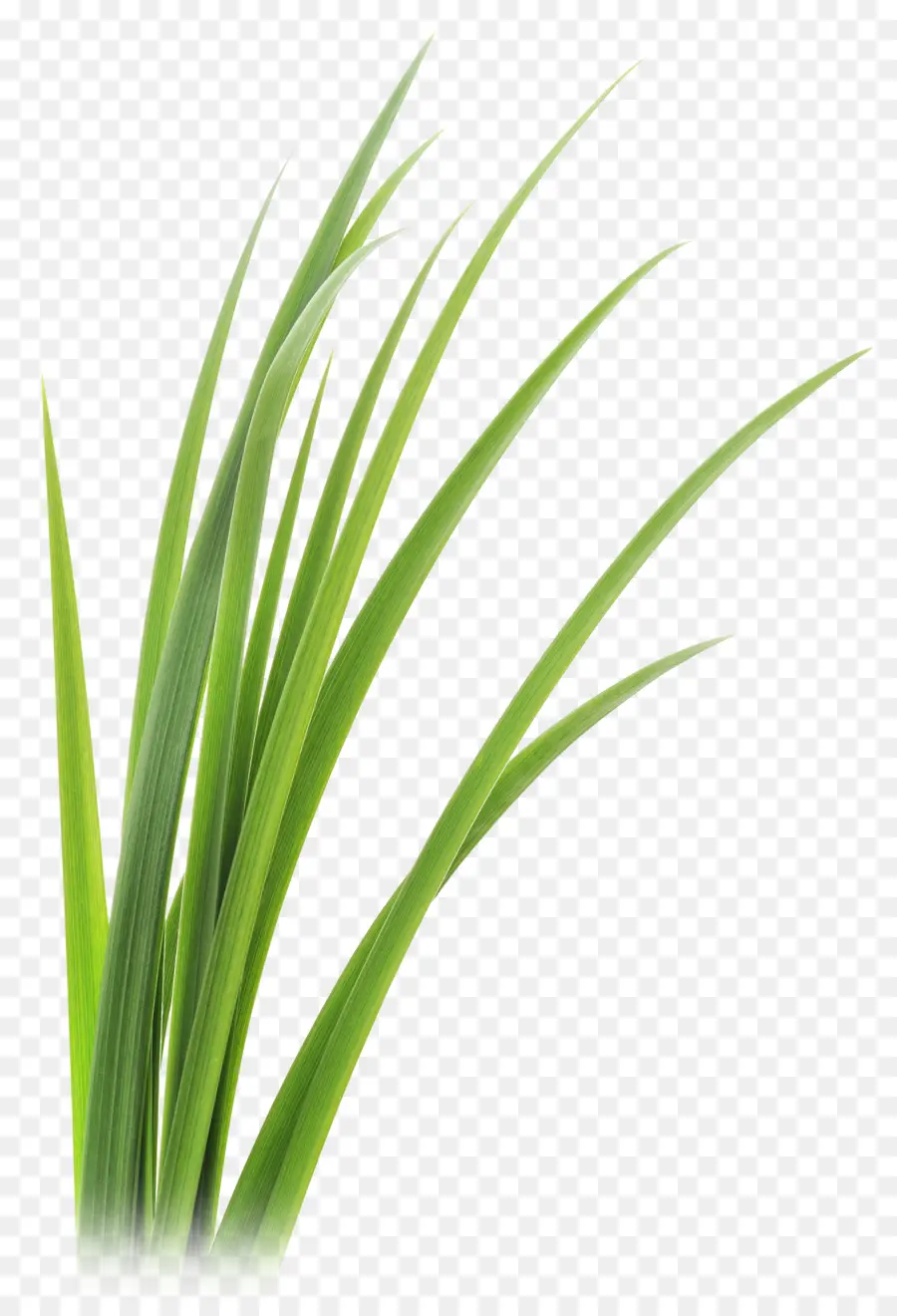 Capim Limão，Vetiver PNG