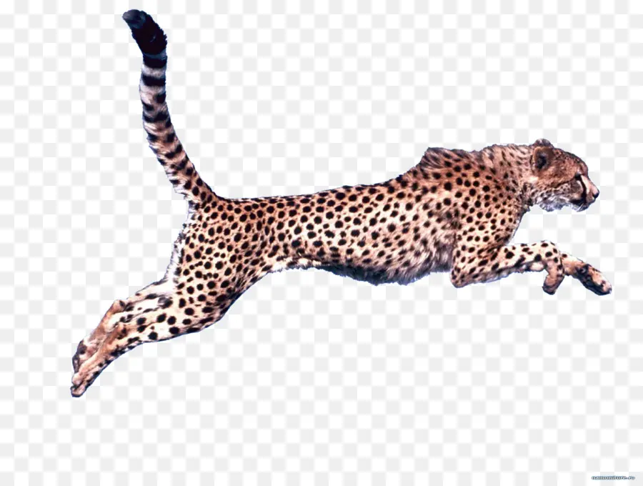 Cheetah，Download PNG