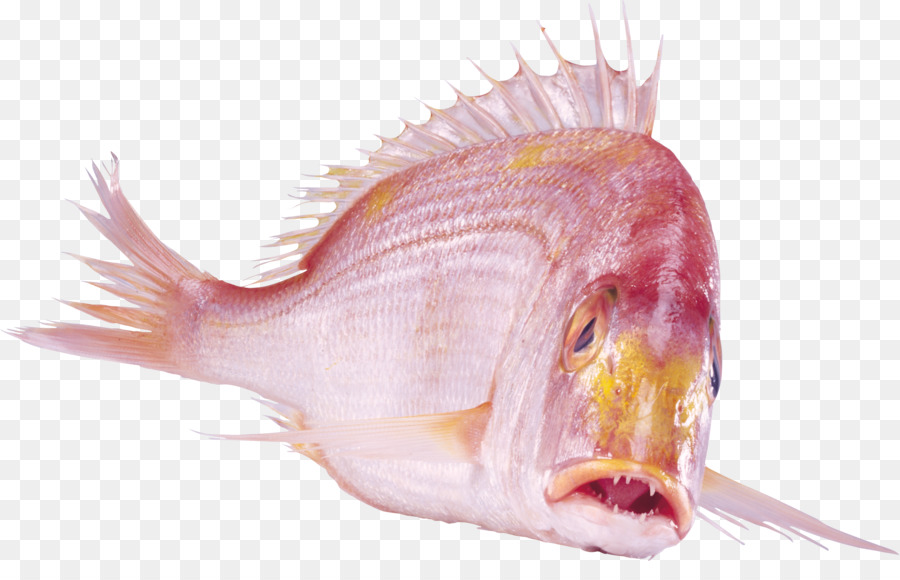 Peixe，Aquático PNG