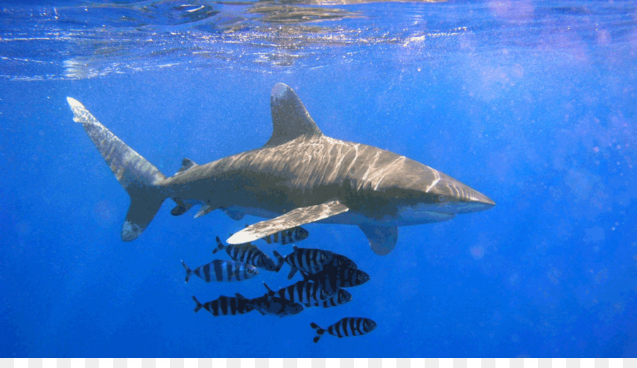 Tubarão Galha Branca Oceânico，Tubarão PNG