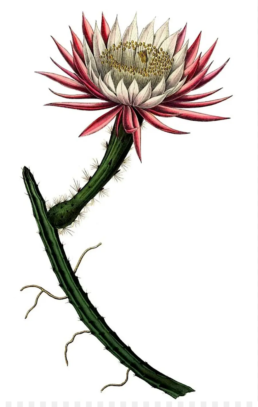 Flor De Cacto，Florescer PNG