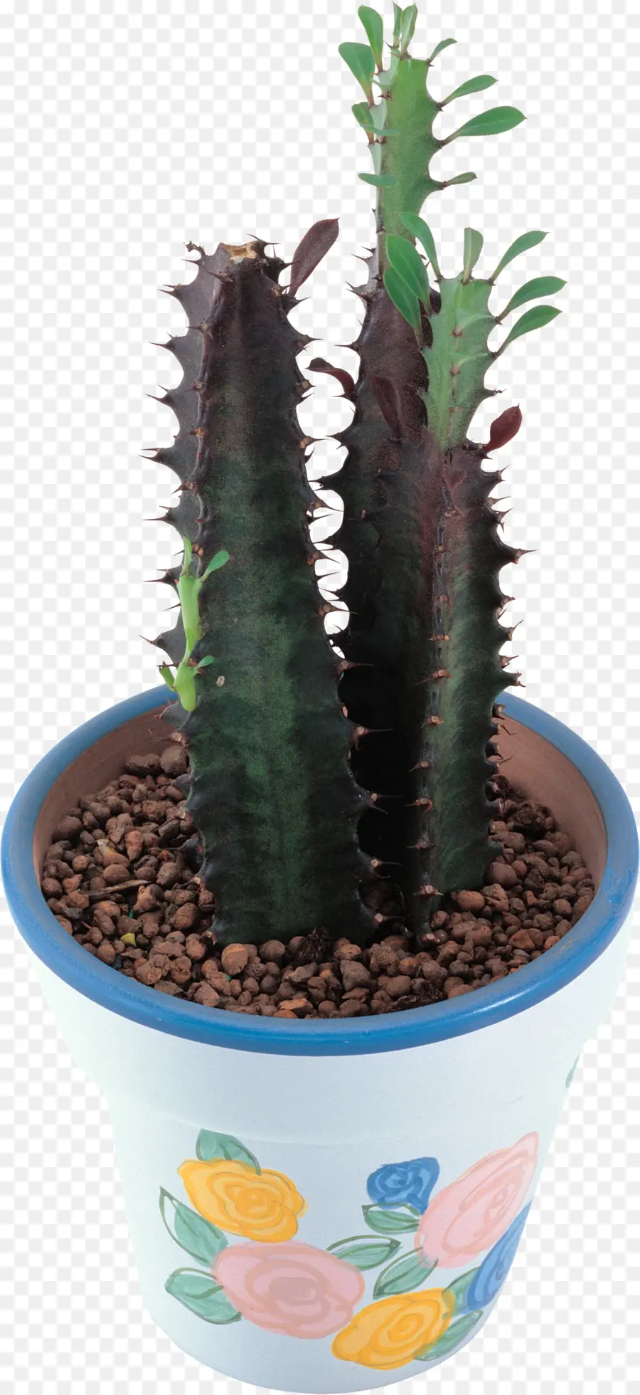 Cactaceae，Acanthocereus Tetragonus PNG