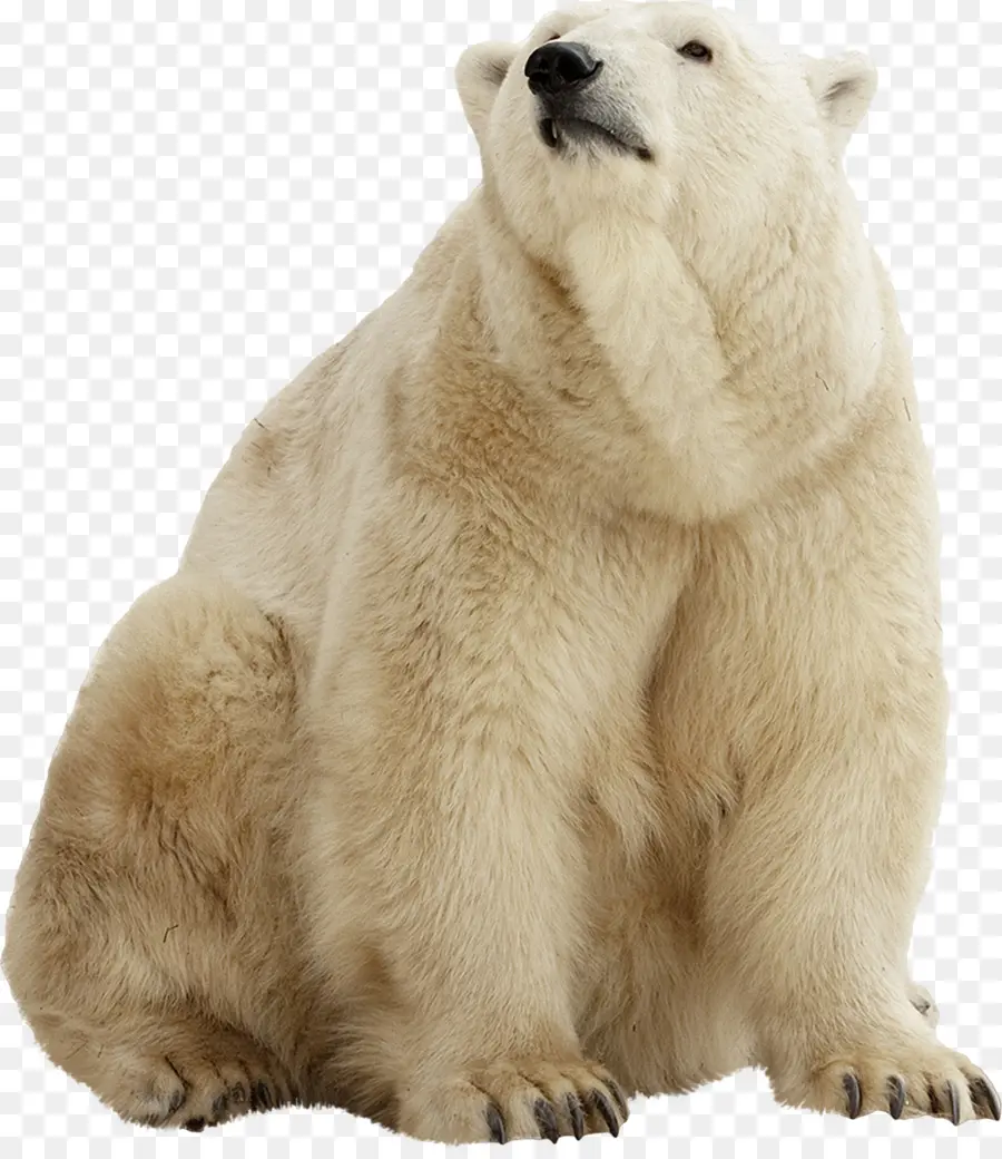 Urso Polar，Urso Marrom PNG