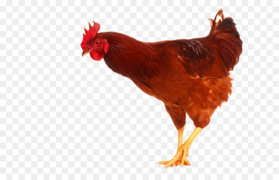 Frango，Galinha PNG