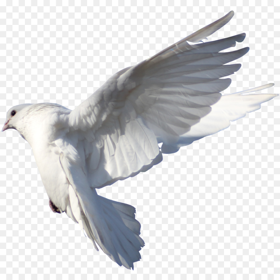 Gaivota Voadora，Voo PNG