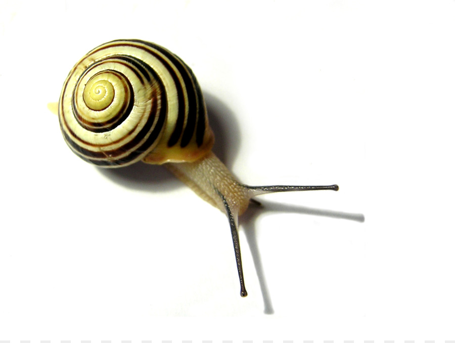 Caracol Listrado，Concha PNG