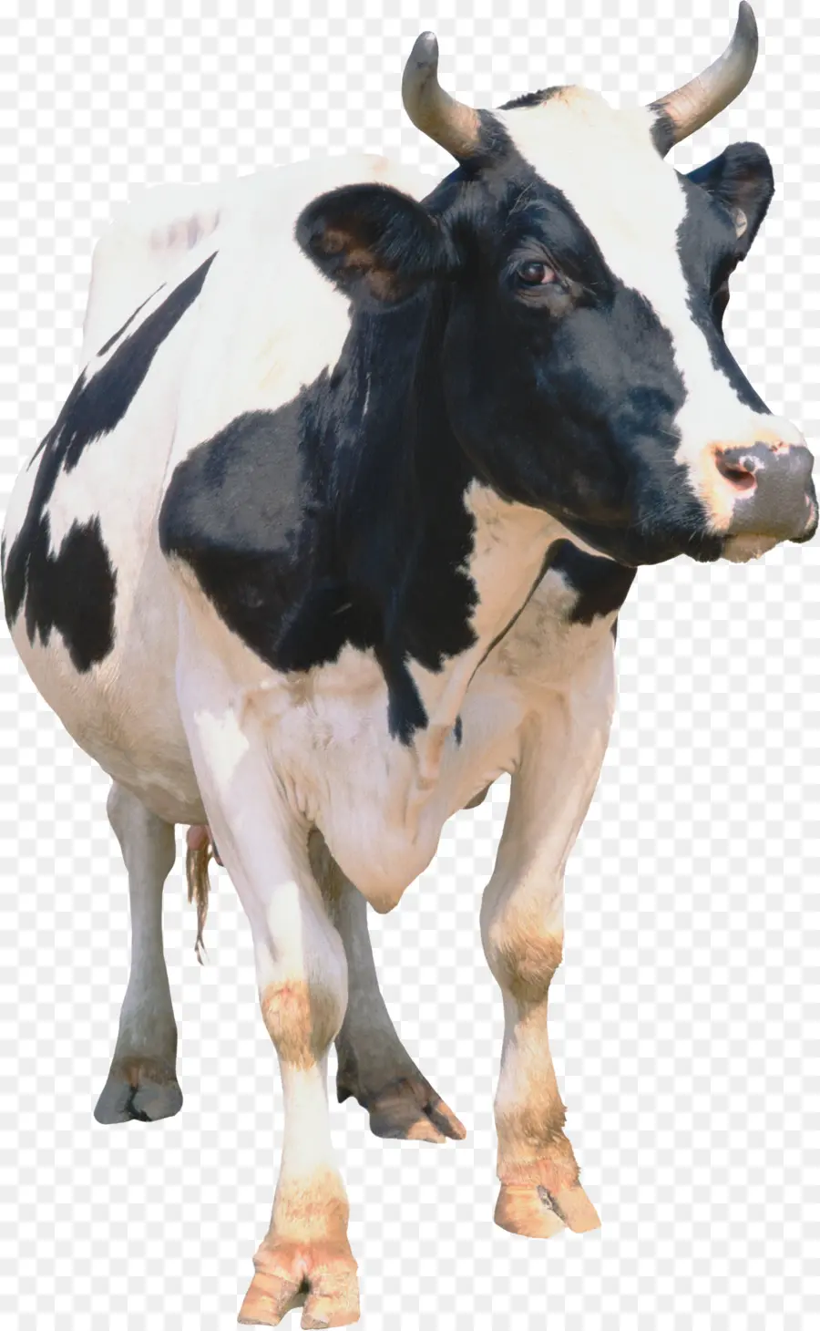 Vaca，Pecuária PNG