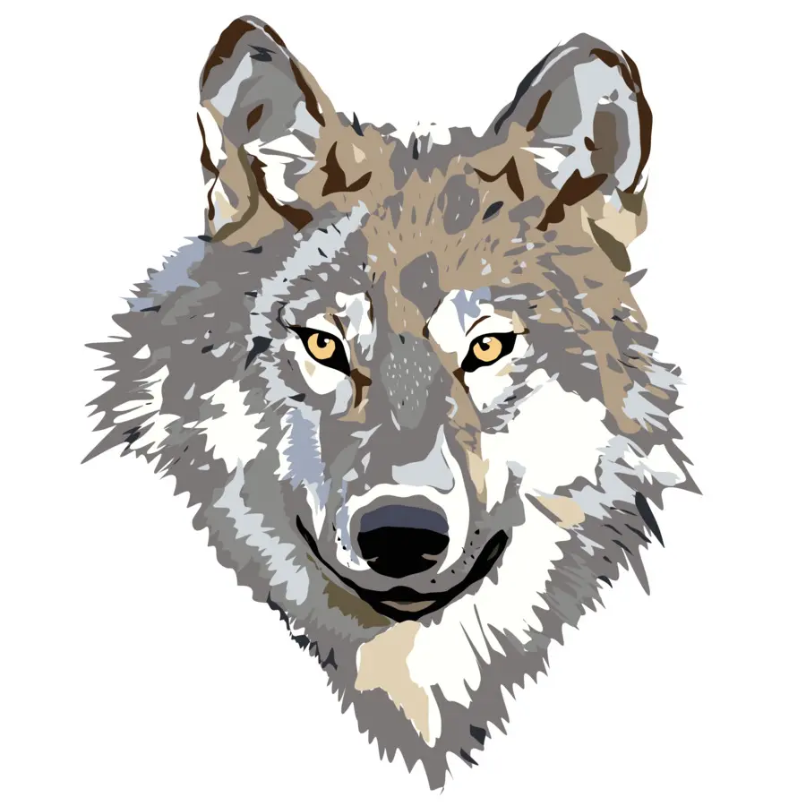 Lobo Cinzento，Coyote PNG