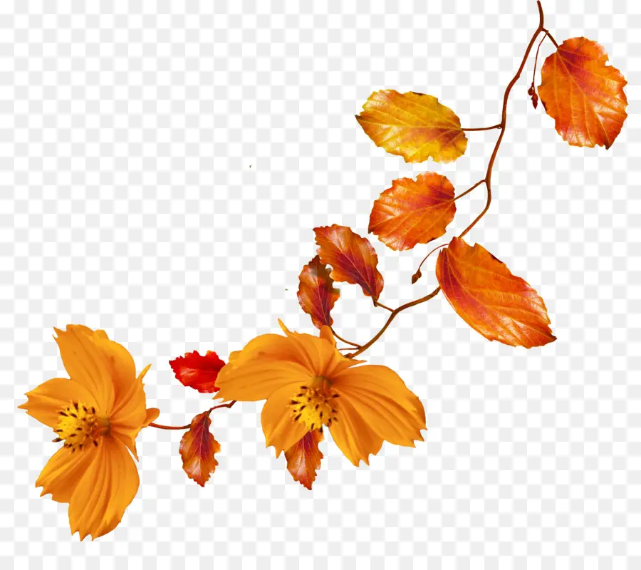 Folhas E Flores De Outono，Cair PNG