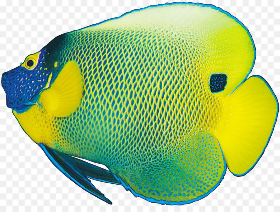 Coloração Do Peixe，Peixe PNG