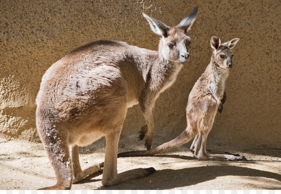 Jardim Zoológico De Los Angeles，Bestzoo PNG