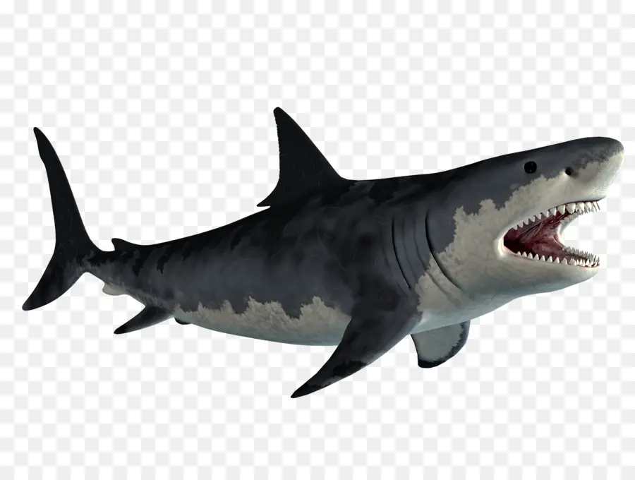 Lamniformes，Grande Tubarão Branco PNG