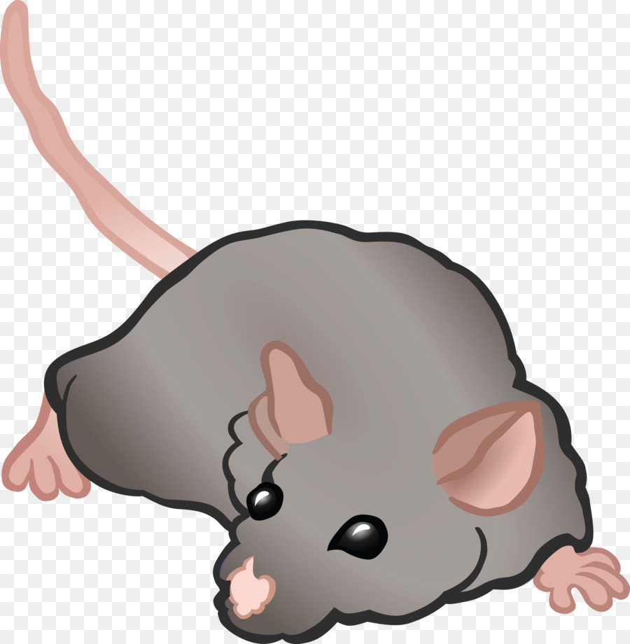 Rato Cinzento，Bonitinho PNG