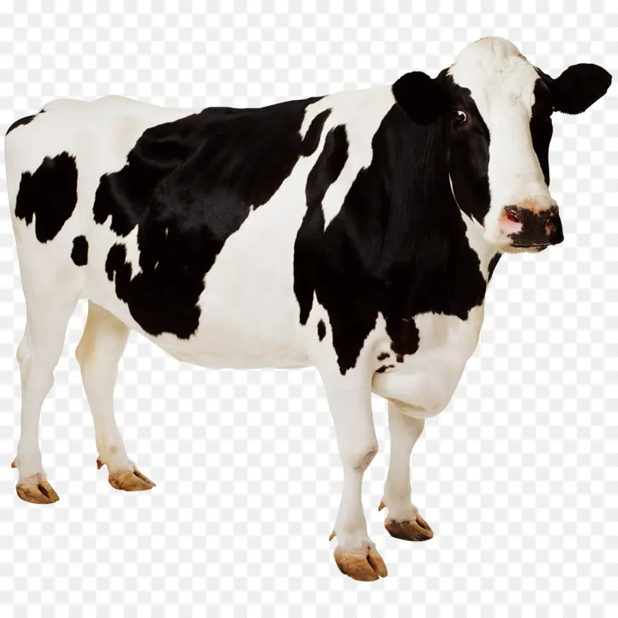 Holstein Frísia Gado，Vaca Papel De Parede PNG