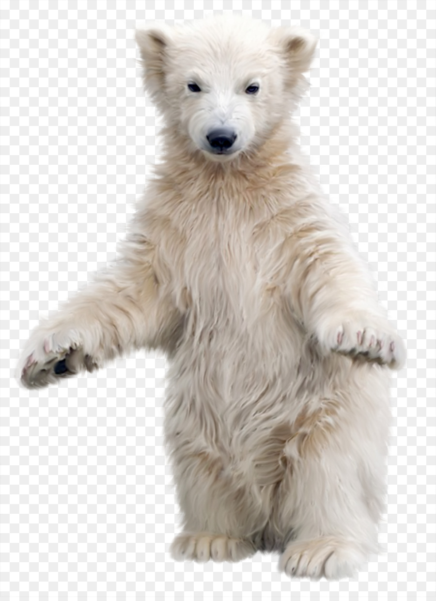 Urso Polar，Filhote PNG