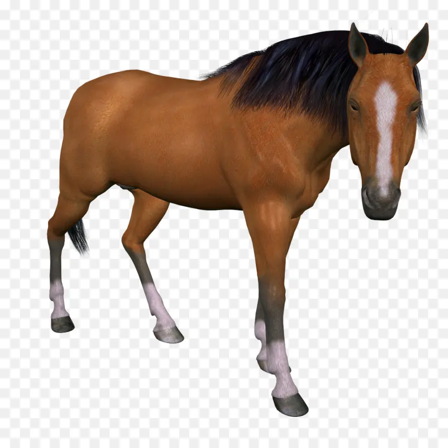 Cavalo Branco，Animal PNG