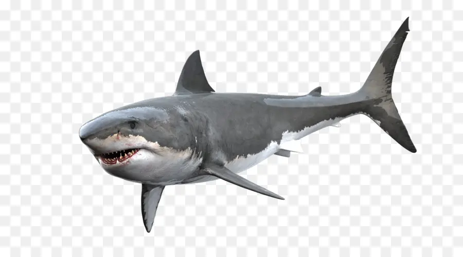 Tubarão，Gummy Tubarão PNG