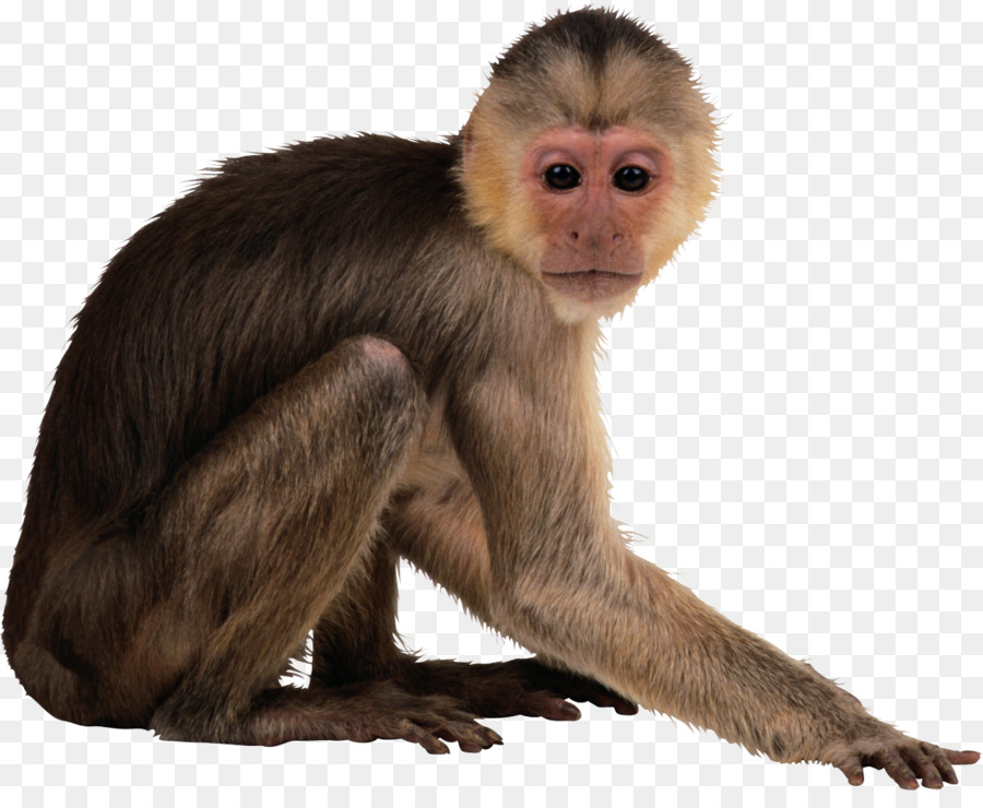 Macaco Imagens PNG, 12000+ Recursos gráficos para download gratuito