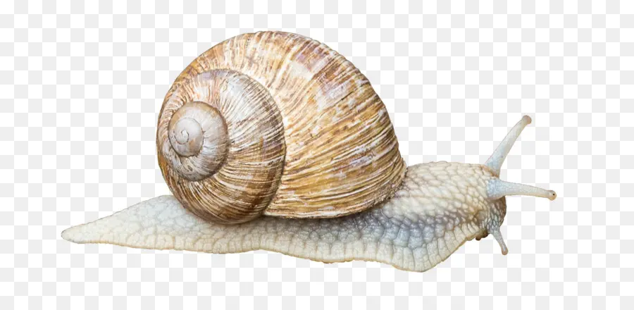 Caracol Marrom，Concha PNG