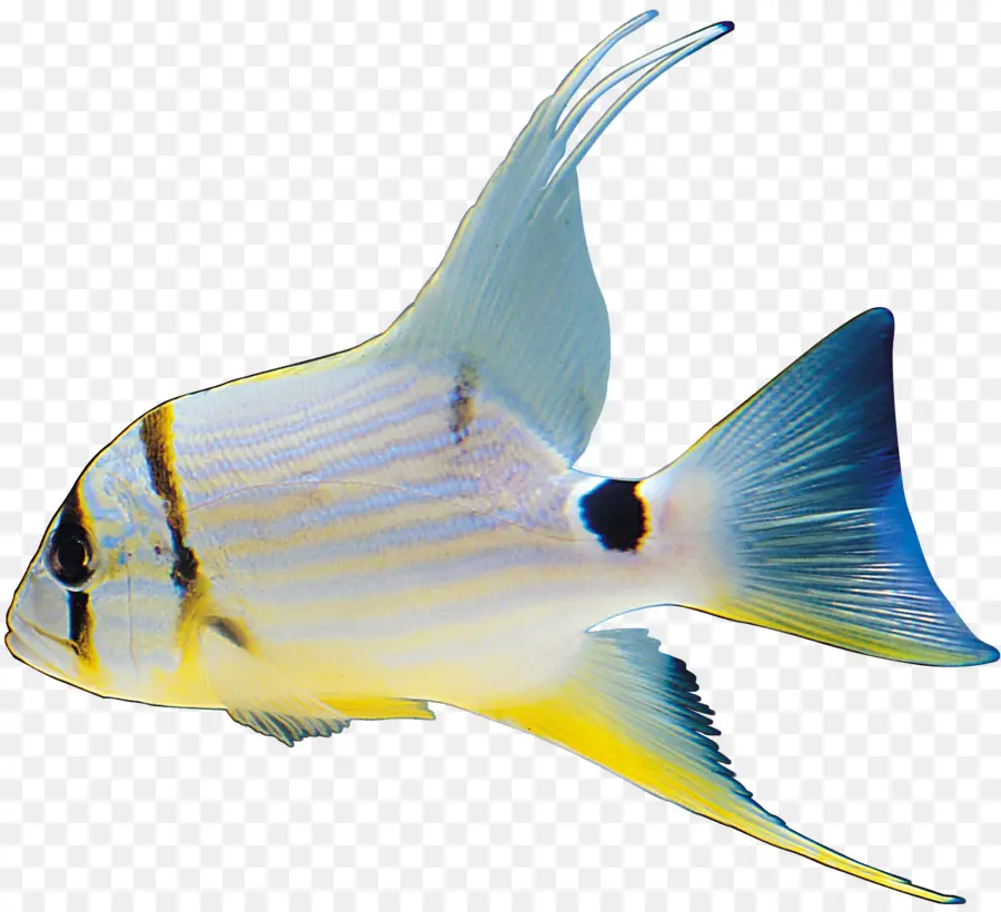 Peixe，Aquático PNG