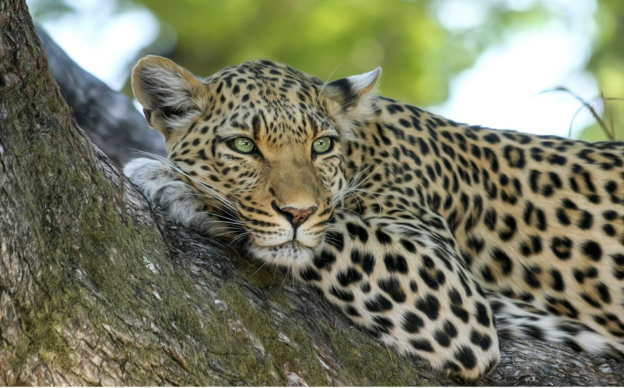 Jaguar，Leão PNG