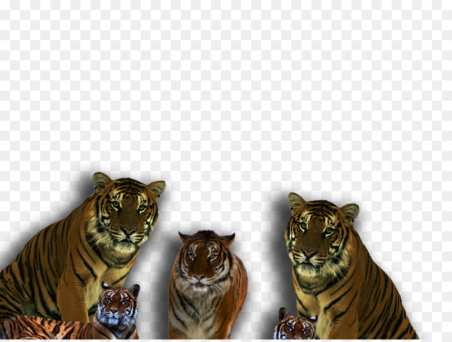 Tigre，Leão PNG