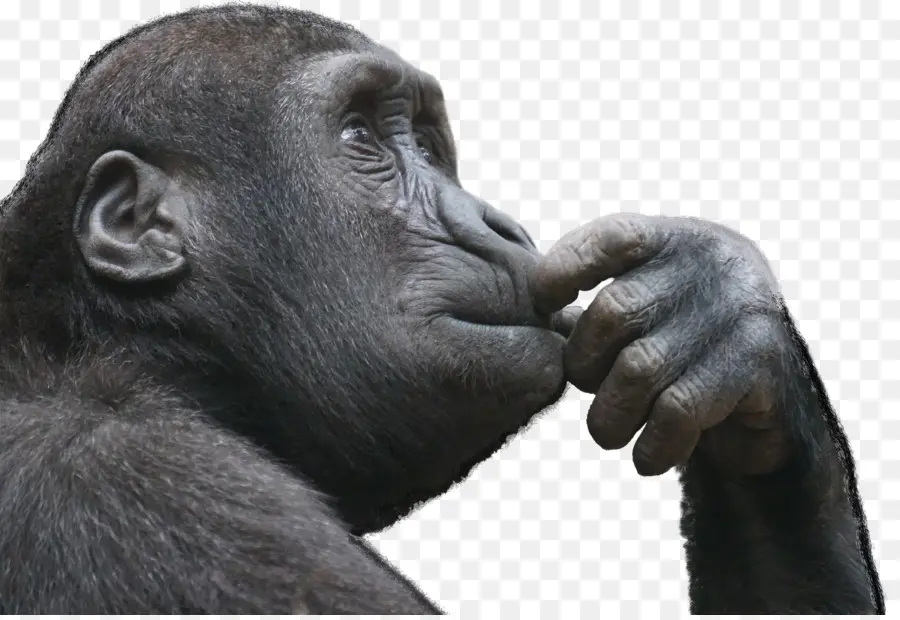 Ape，De Primatas PNG