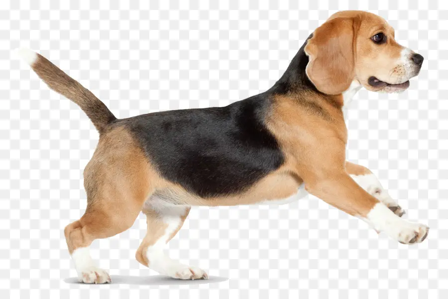 Beagle，Husky Siberiano PNG
